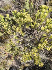 Leucadendron modestum