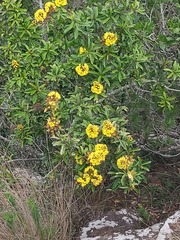 Acridocarpus natalitius
