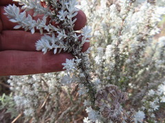 Metalasia plicata