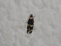 Oegoconia novimundi
