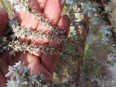 Metalasia plicata
