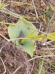 Habenaria lithophila