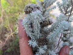 Metalasia plicata