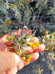 Tomentgaurotes batesi