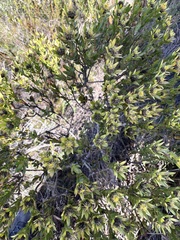 Leucadendron modestum