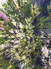 Leucadendron modestum