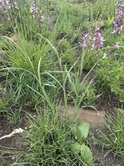 Senecio bupleuroides