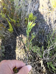 Leucadendron modestum