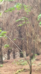 Petroica macrocephala toitoi