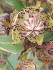 Pachycarpus concolor