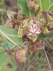 Pachycarpus concolor