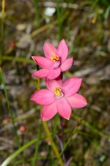 Thelymitra × macmillanii
