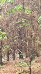 Petroica macrocephala toitoi