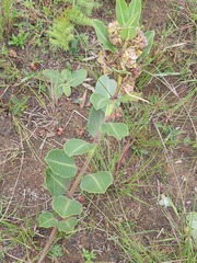 Pachycarpus concolor