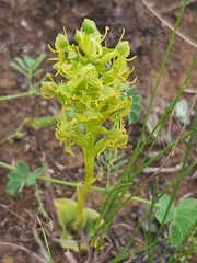 Habenaria lithophila