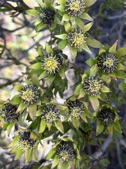 Leucadendron modestum