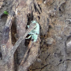 Polydrusus hassayampus