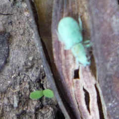 Polydrusus hassayampus