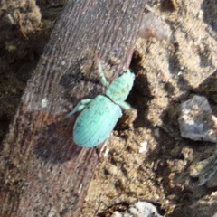 Polydrusus hassayampus