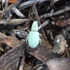 Polydrusus hassayampus