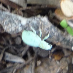 Polydrusus hassayampus