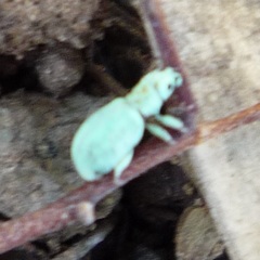 Polydrusus hassayampus