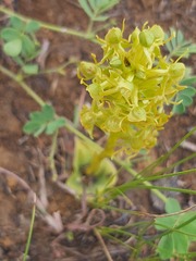 Habenaria lithophila