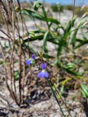 Lobelia comosa
