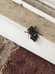 Aegomorphus quadrigibbus