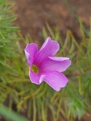 Oxalis smithiana