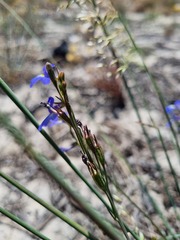 Lobelia comosa