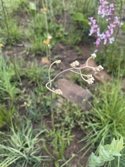 Helichrysum miconiifolium