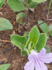 Ruellia cordata