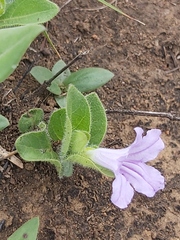 Ruellia cordata