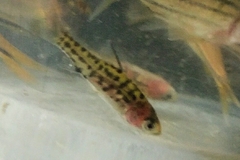 Desmopuntius gemellus