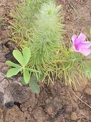 Oxalis smithiana