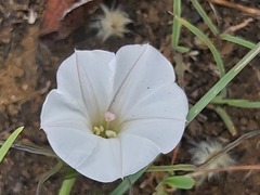 Ipomoea simplex