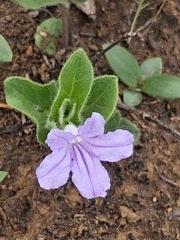 Ruellia cordata
