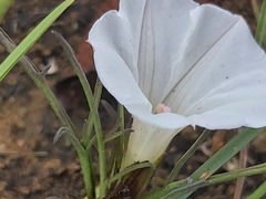 Ipomoea simplex