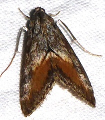 Evergestis subterminalis