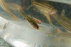 Desmopuntius gemellus