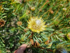 Protea scolymocephala