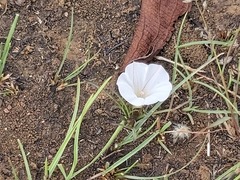 Ipomoea simplex