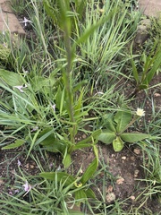Helichrysum miconiifolium