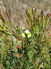 Protea scolymocephala