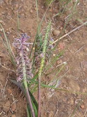 Ledebouria