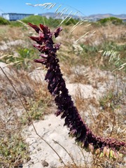 Melianthus major