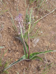 Ledebouria