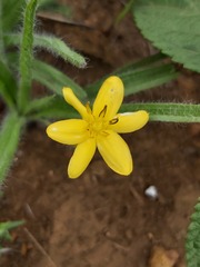 Hypoxidaceae