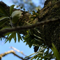 Pyrrosia confluens